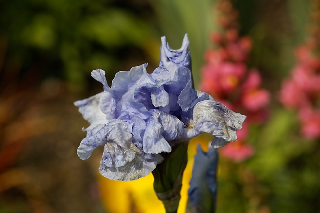 Jardin des Impressionnistes-MAI14-043